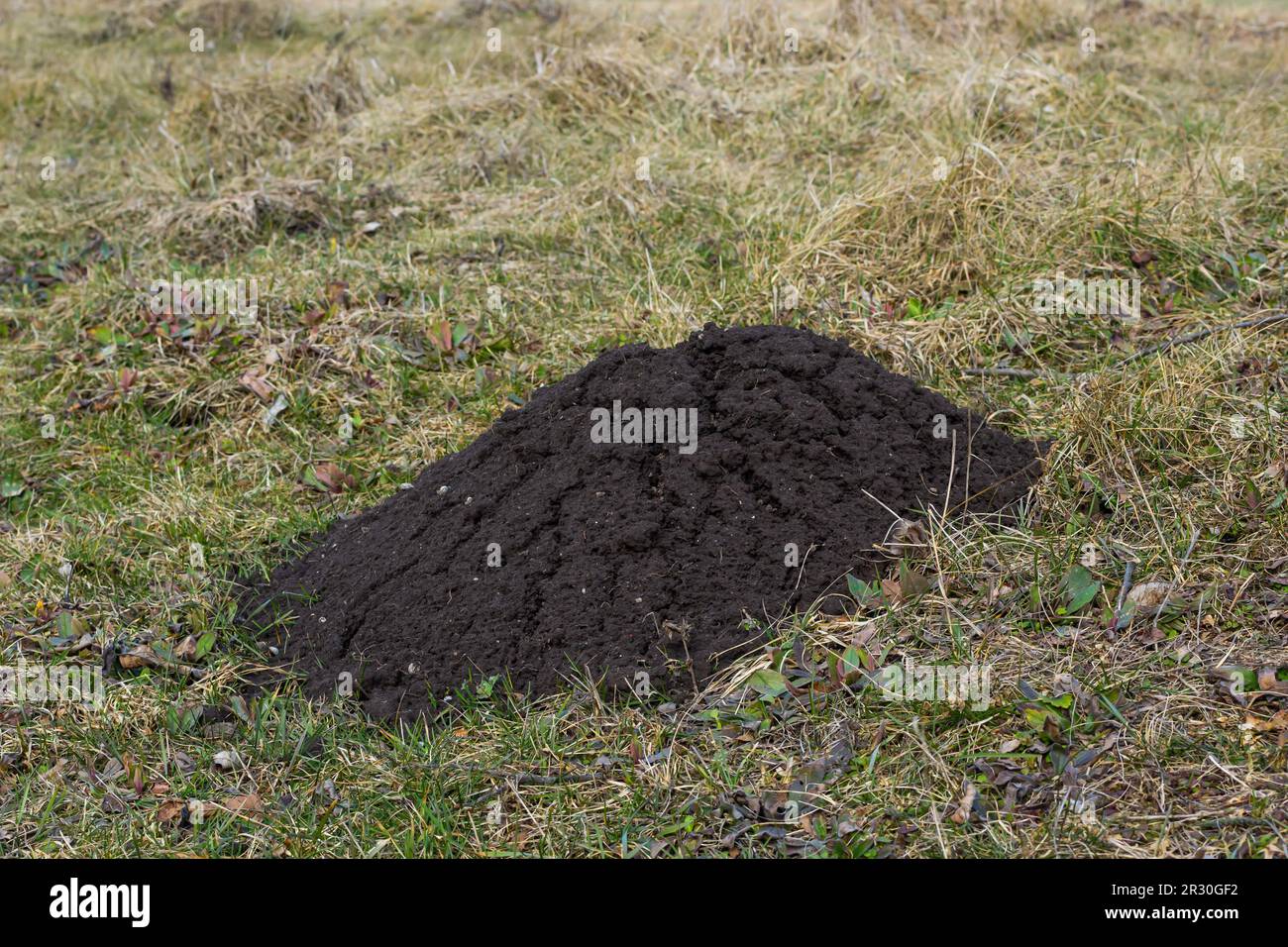 Molehills. Monticules de taupe. Collines moles. Un pré endommagé par un groupe de taupes, causant des dommages dans le jardin par des animaux qui creusent des terriers dans le sol et d Banque D'Images