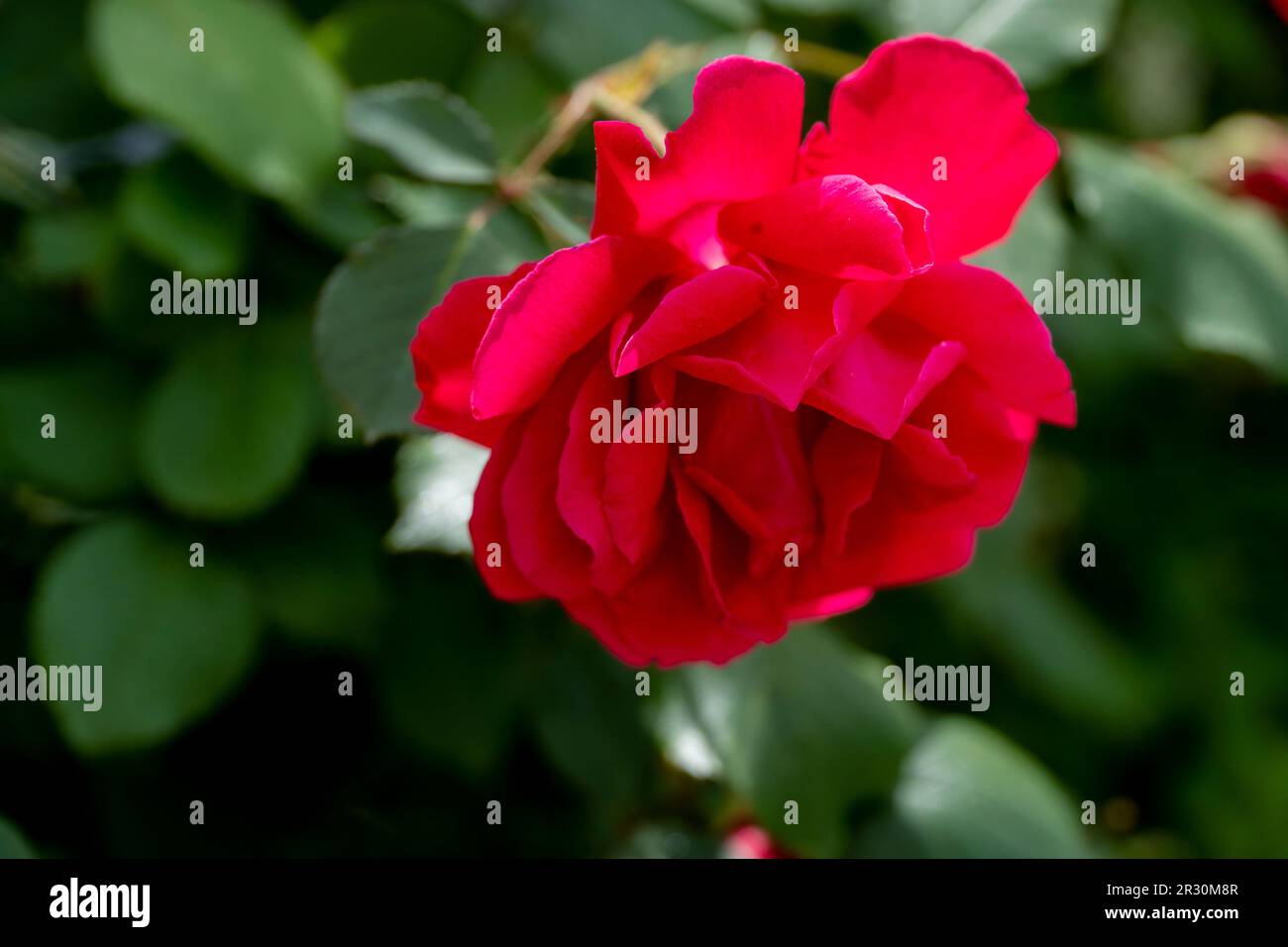 Un gros plan de fleur de rose rouge Banque D'Images