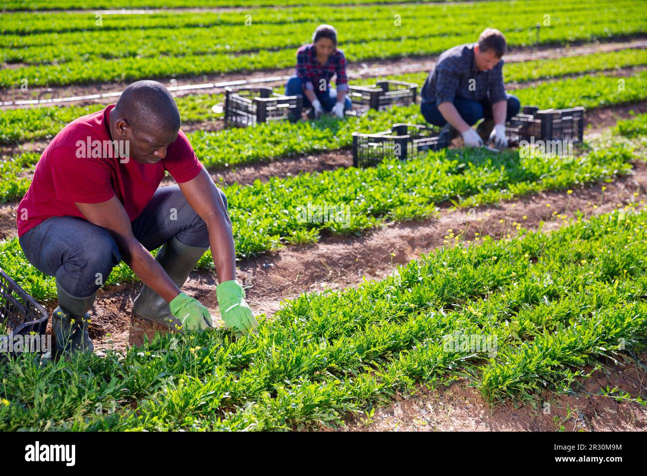 L'horticulteur afro-américain récolte d'arugula Banque D'Images
