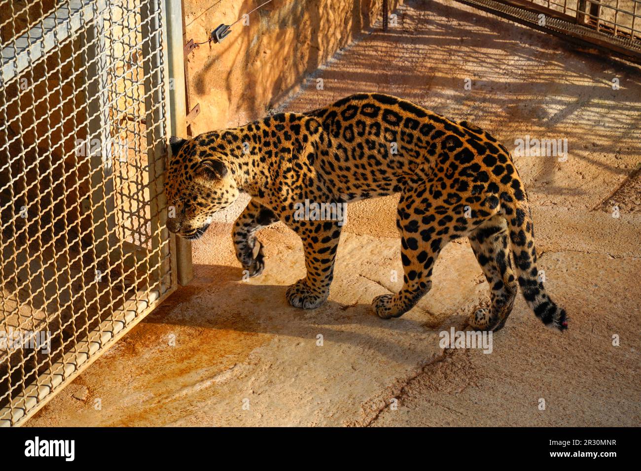 Jaguar (Panthera onca) confinée dans une cage, en grattant la tête contre les barres Banque D'Images