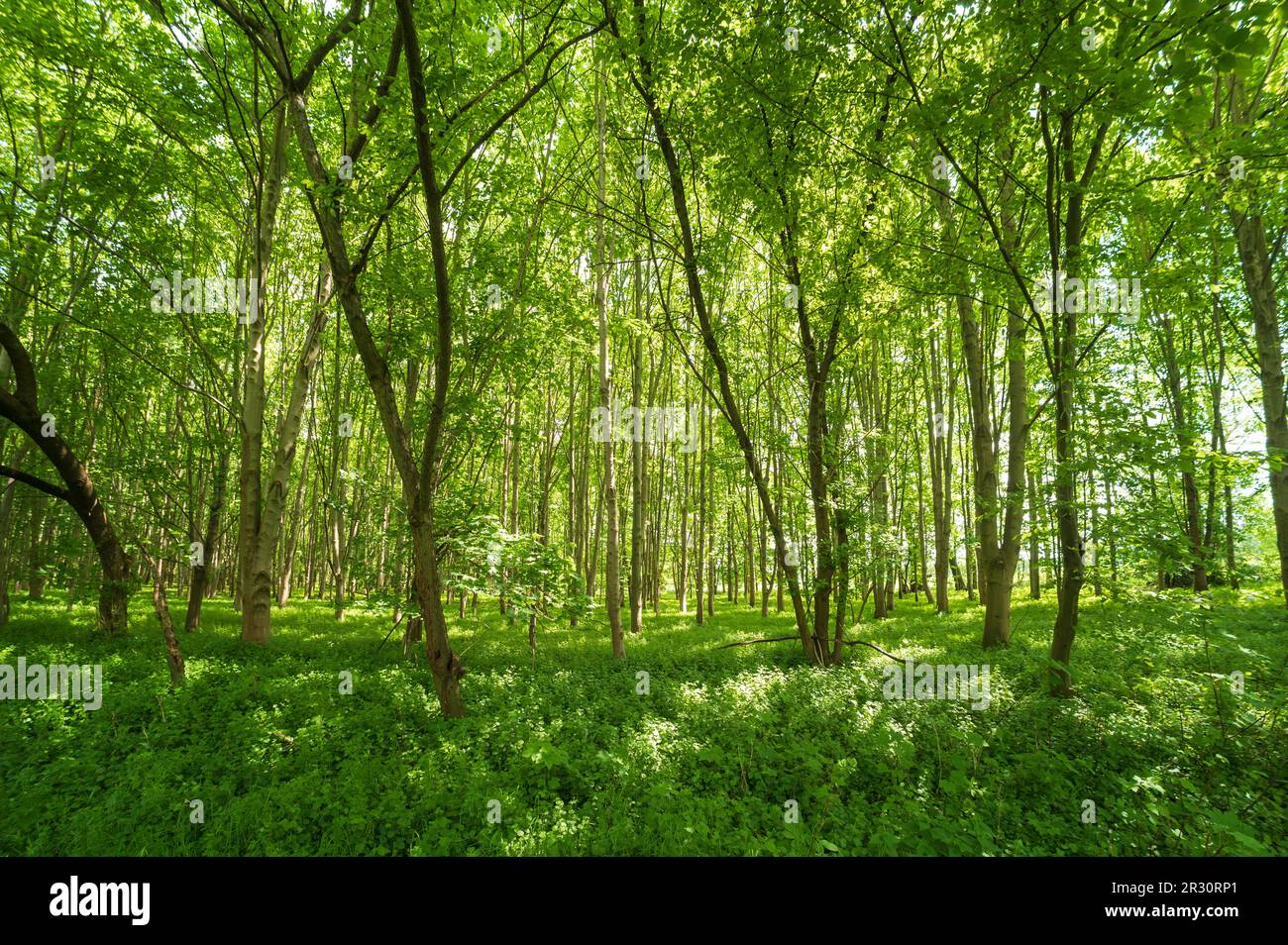 Une forêt à feuilles caduques encore jeune au printemps Banque D'Images