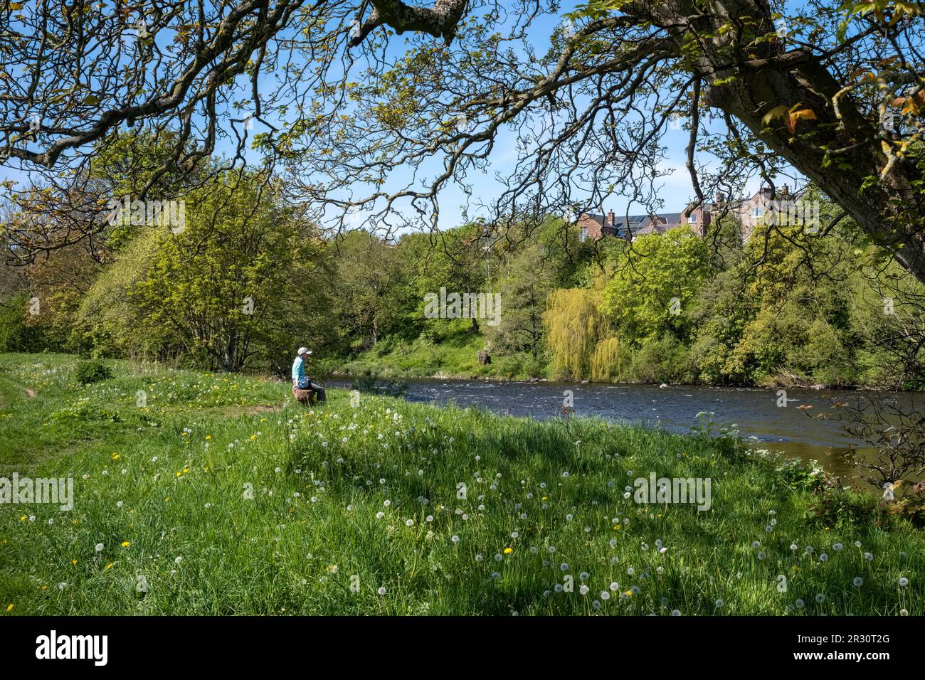 Printemps le long de la rivière Eden, Langwathby, Penrith, Cumbria, Royaume-Uni Banque D'Images