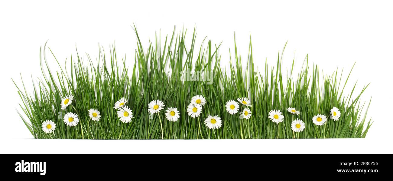 Herbe de printemps avec fleurs de Marguerite isolée sur blanc - Panorama Banque D'Images