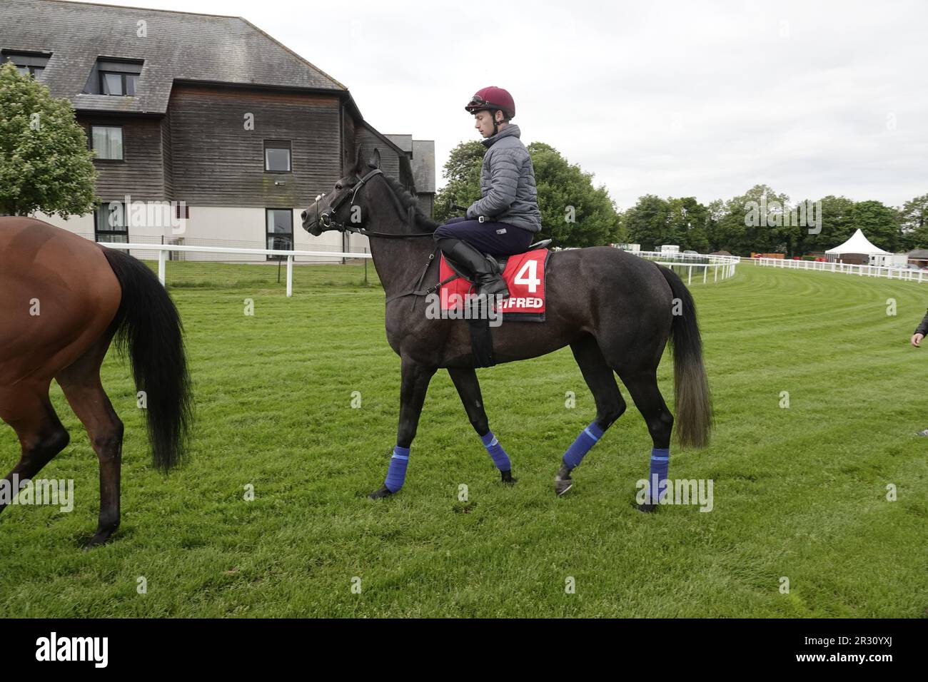 Epsom, Surrey, Royaume-Uni. 22nd mai 2023. Les chevaux John & Thady GosdenÕs devant courir au Betfred Derby et à Betfred Oaks, ont un début de matinée sur le célèbre parcours, deux semaines avant le festival de Betfred : ici - LE LION DE COURSE, monté par Oisin Murphy quitte les écuries avant l'épreuve crédit : Motofoto/Alay Live News Banque D'Images