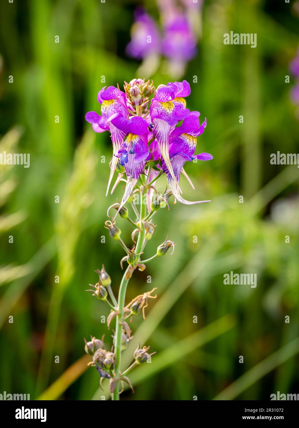 Foyer sélectif de trois fleurs d'oiseau de toadlin (Linaria triornithophora) avec un arrière-plan flou Banque D'Images