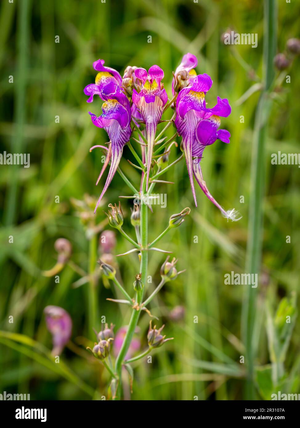 Foyer sélectif de trois fleurs d'oiseau de toadlin (Linaria triornithophora) avec un arrière-plan flou Banque D'Images