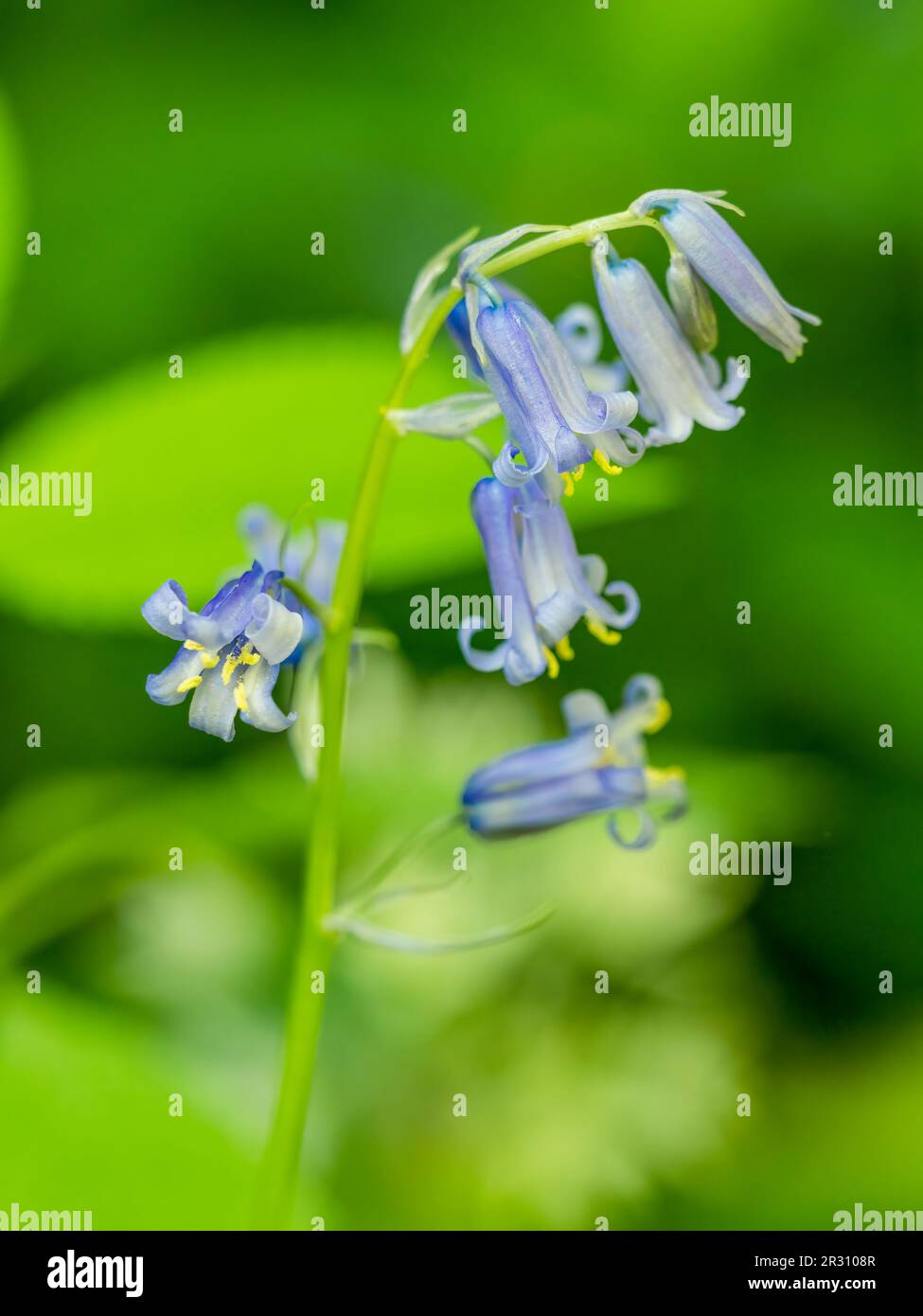 De belles fleurs de Bluebell odorantes (jacinthoides non-scripta), photographiées sur fond vert doux Banque D'Images