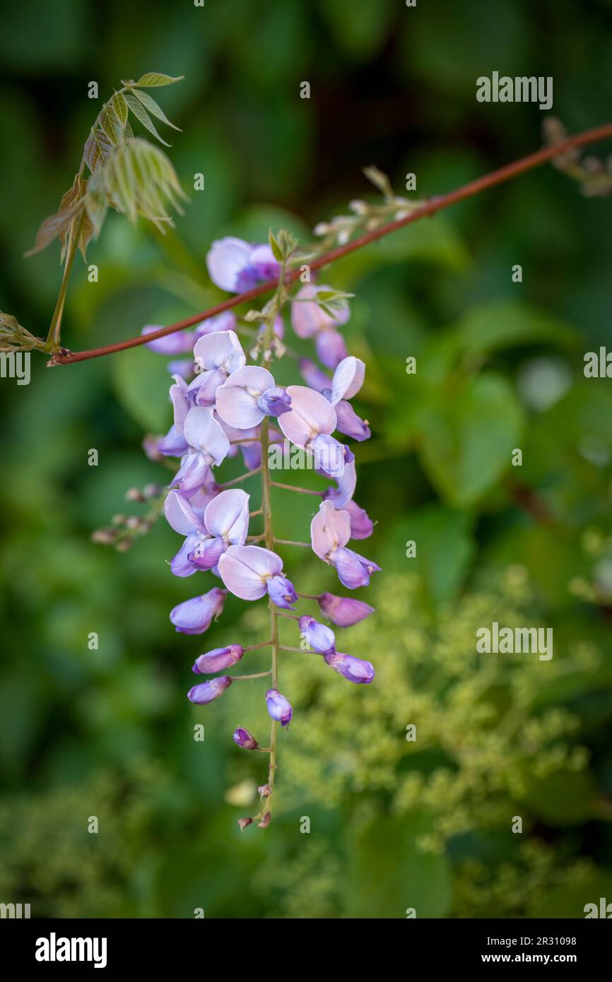 Une belle fleur de Wisteria couleur lilas, photographiée sur fond de feuillage vert Banque D'Images