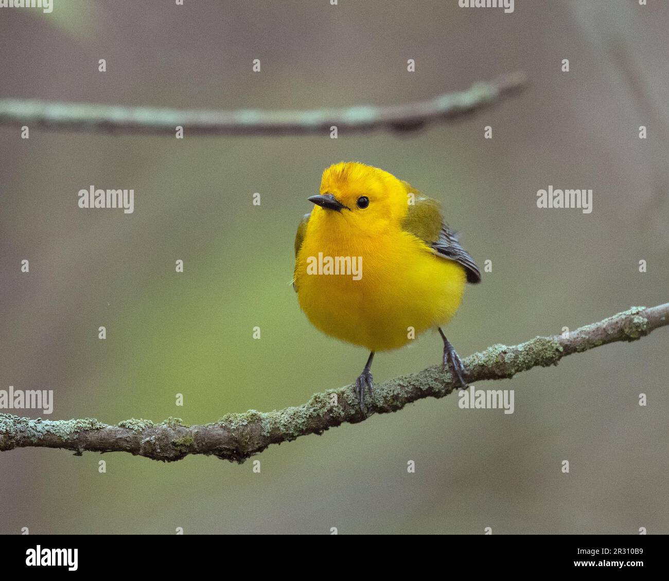 Paruline orangée (Protonotaria citrea) à Magee Marsh Ohio USA Banque D'Images