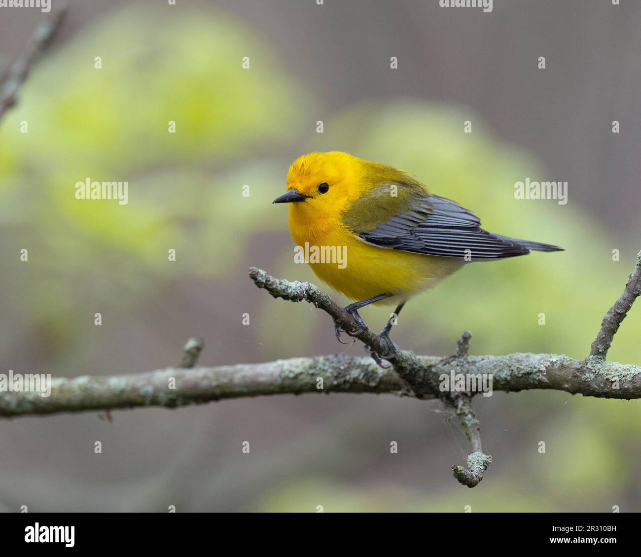 Paruline orangée (Protonotaria citrea) à Magee Marsh Ohio USA Banque D'Images