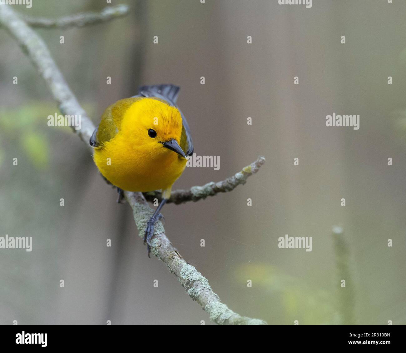 Paruline orangée (Protonotaria citrea) à Magee Marsh Ohio USA Banque D'Images