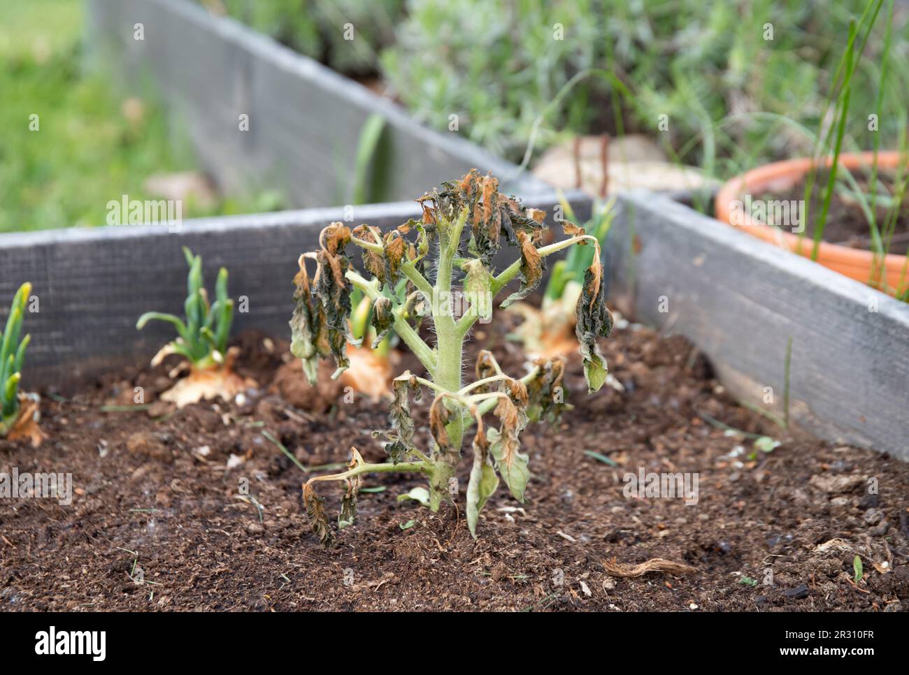 Petite plante de tomate poussant à l'extérieur, tué par la morsure de gel ou la pression froide, froid dans le potager à la maison à l'extérieur. Plantation à l'extérieur trop tôt ou pas pro Banque D'Images