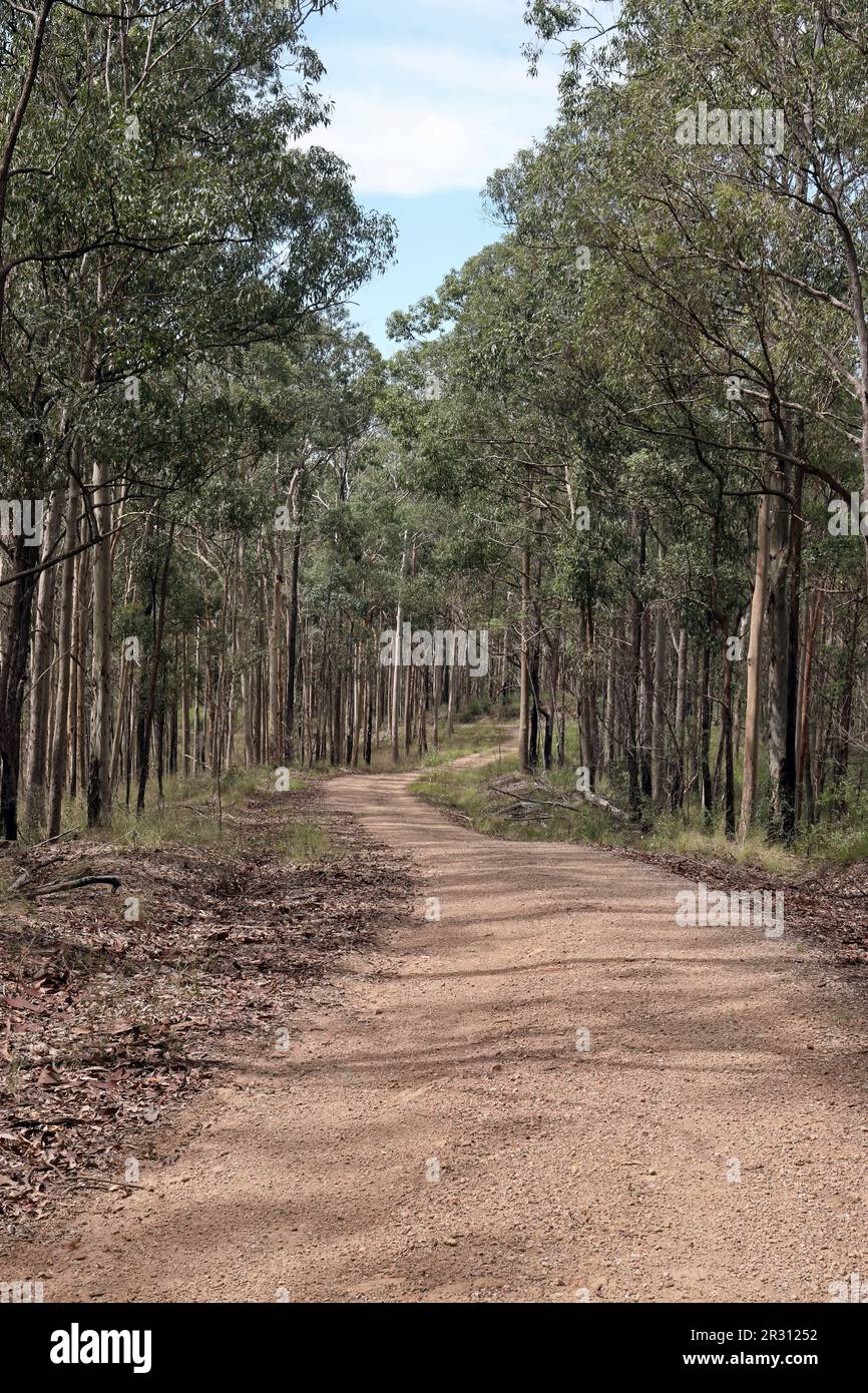 Piste de terre à travers la forêt d'eucalyptus au sud-est du Queensland, en Australie. Mars Banque D'Images