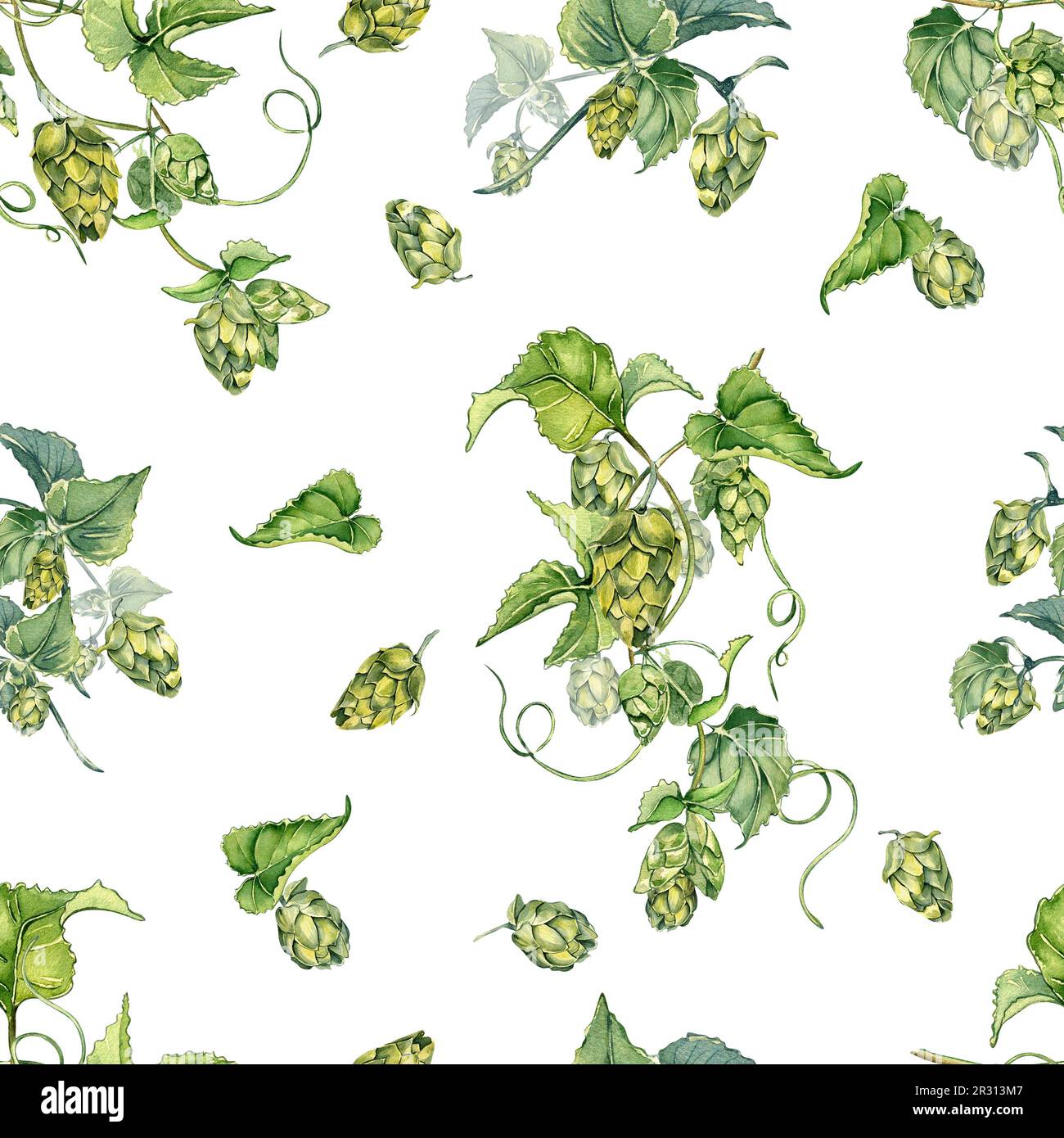 HOP Vine, plante humulus aquarelle motif sans couture isolé sur fond blanc. Sautez sur le brunch avec les feuilles, des cônes de houblon dessinés à la main. Elément de conception pour Banque D'Images