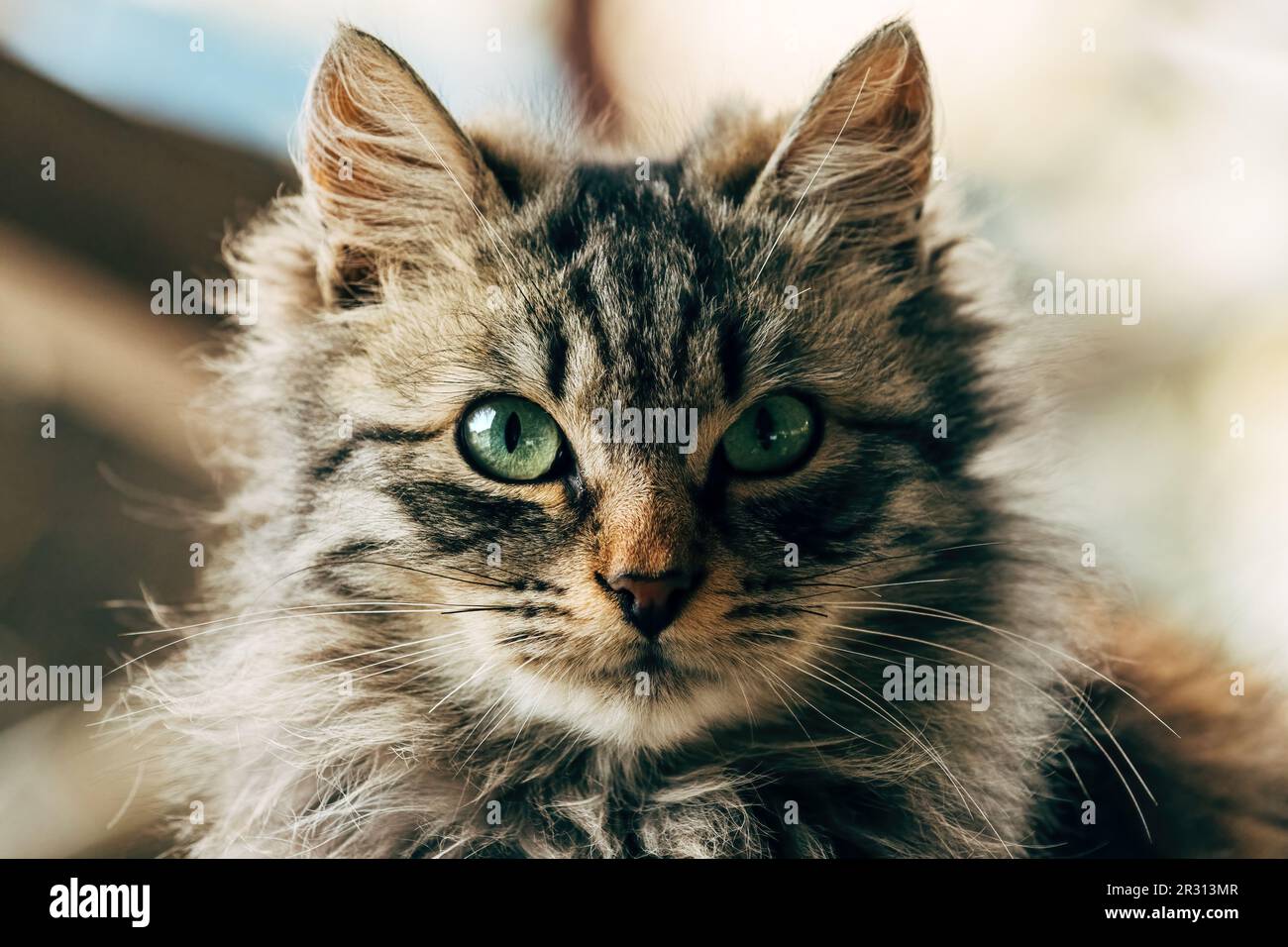 Portrait d'un chat domestique de race mixte à fourrure avec des yeux verts qui ressemble à Ragamuffin, foyer sélectif Banque D'Images