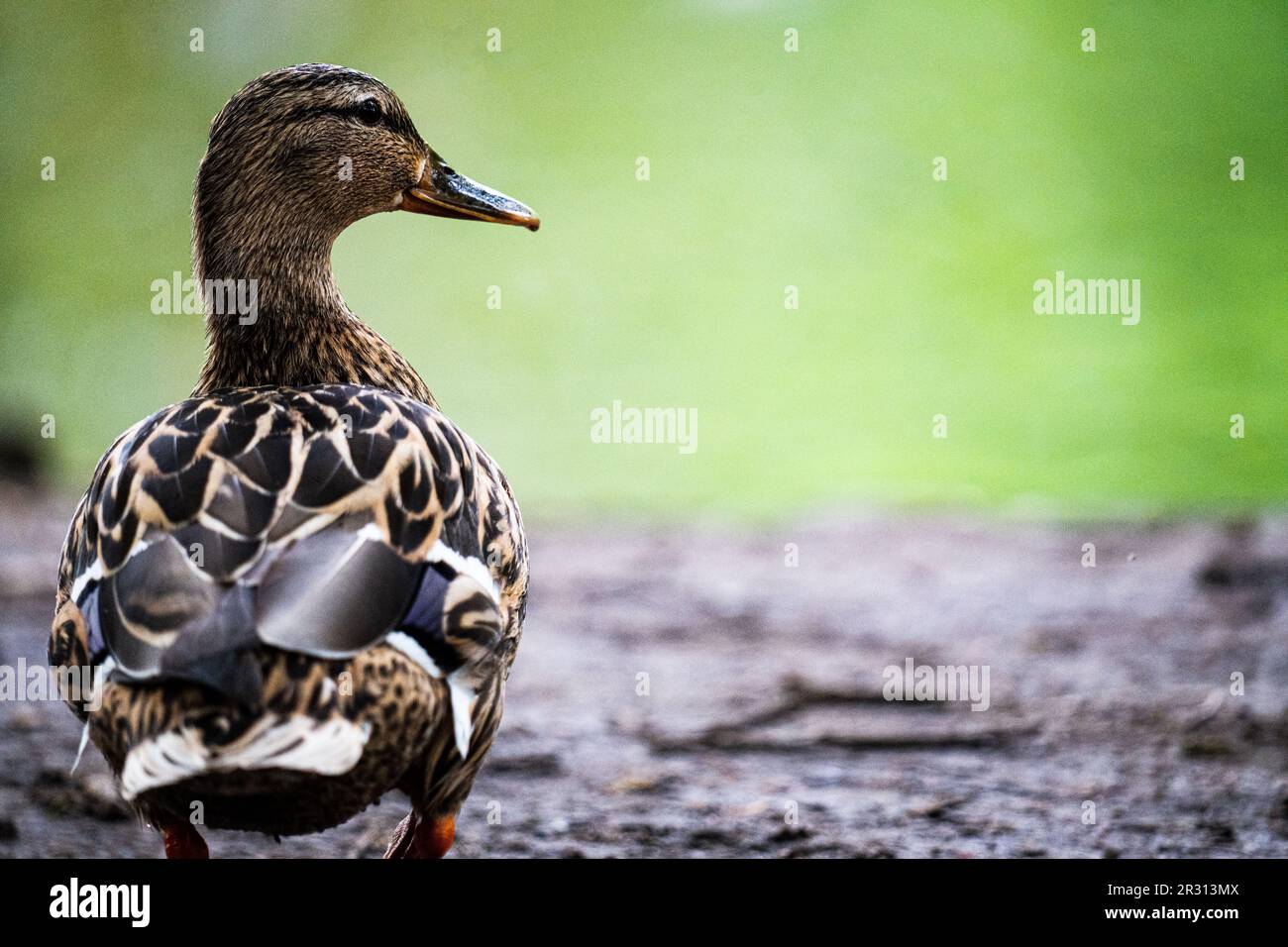 Photos d'oiseaux - colvert femelle Banque D'Images