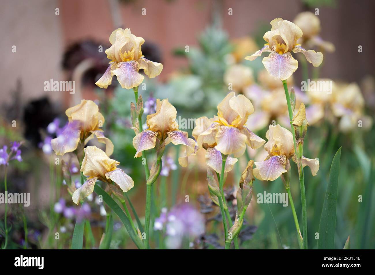 Benton Iris dans le jardin des paysages de la culture, pendant le jour de presse du RHS Chelsea Flower Show, au Royal Hospital Chelsea, Londres. Date de la photo: Lundi 22 mai 2023. Banque D'Images