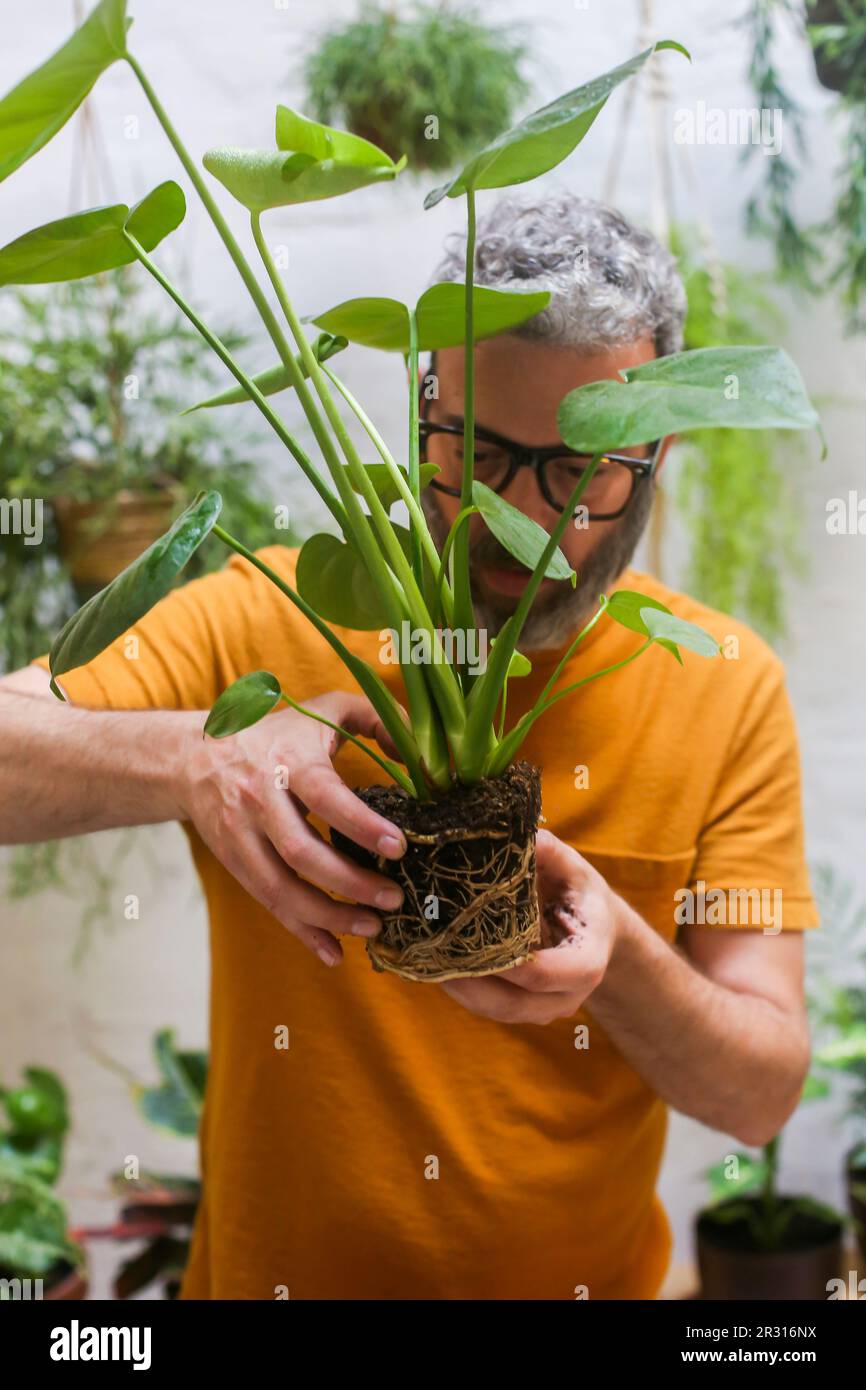Homme rempotant la plante verte (Monstera deliciosa) , regardant les racines. Banque D'Images