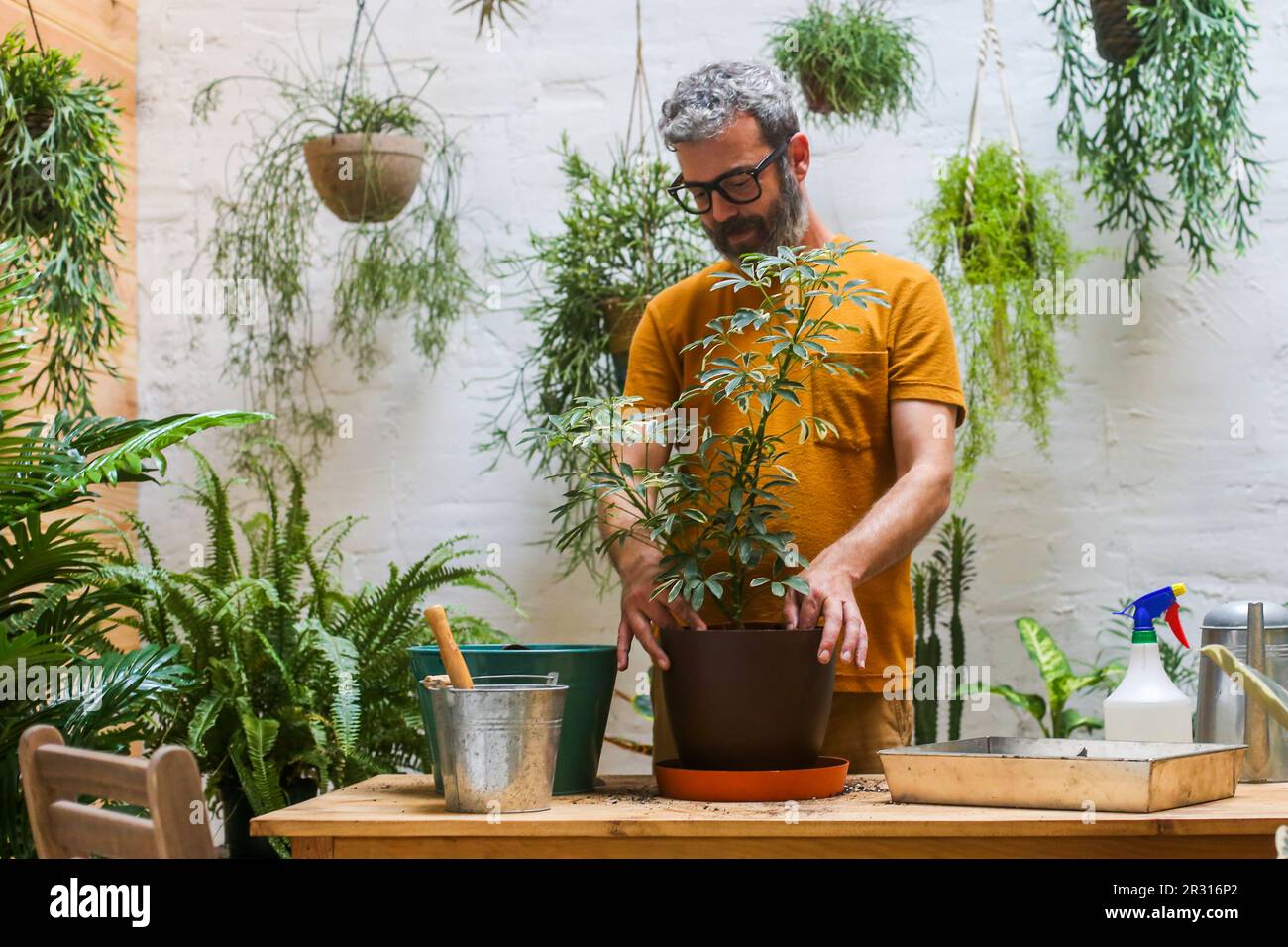 Homme rempotage plante verte (Schefflera Umbrella Dwarf Plant) Banque D'Images