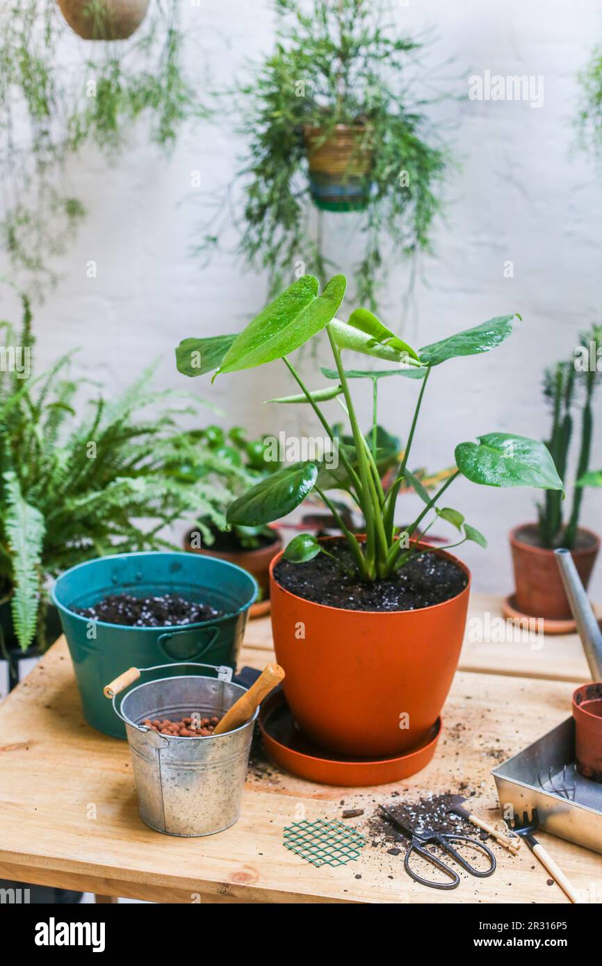 Plante repotée sur table en bois (Monstera deliciosa) Banque D'Images