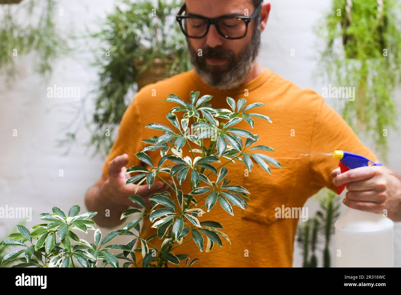 Homme pulvérisant une plante verte (Schefflera Umbrella Dwarf Plant) Banque D'Images