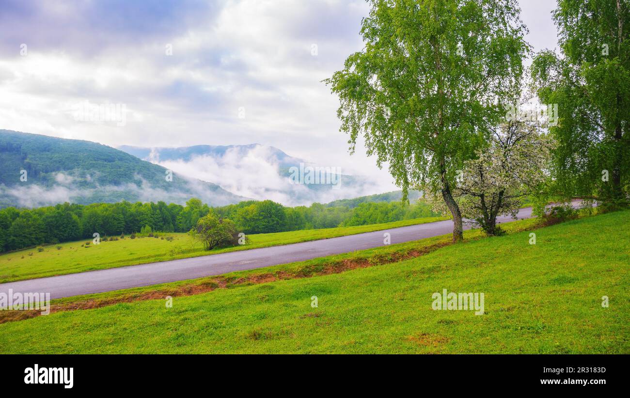 le lever du soleil brumeux illumine la route parmi les arbres, offrant une vue pittoresque sur la campagne tranquille. la route panoramique offre une vue ensoleillée sur le Banque D'Images