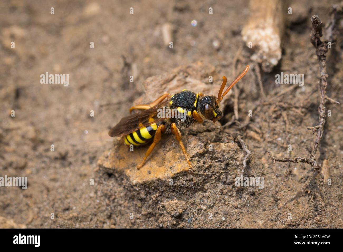 Abeille nomade parasite (Nomada sp) à la recherche du nid de son espèce hôte. Prise à Tunstall Hills nature Reserve, Sunderland, Royaume-Uni Banque D'Images