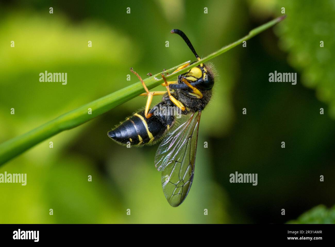 Guêpe maçon mâle (Ancistrocerus sp), prise dans la réserve naturelle de Tunstall Hills, Sunderland, Royaume-Uni. Banque D'Images