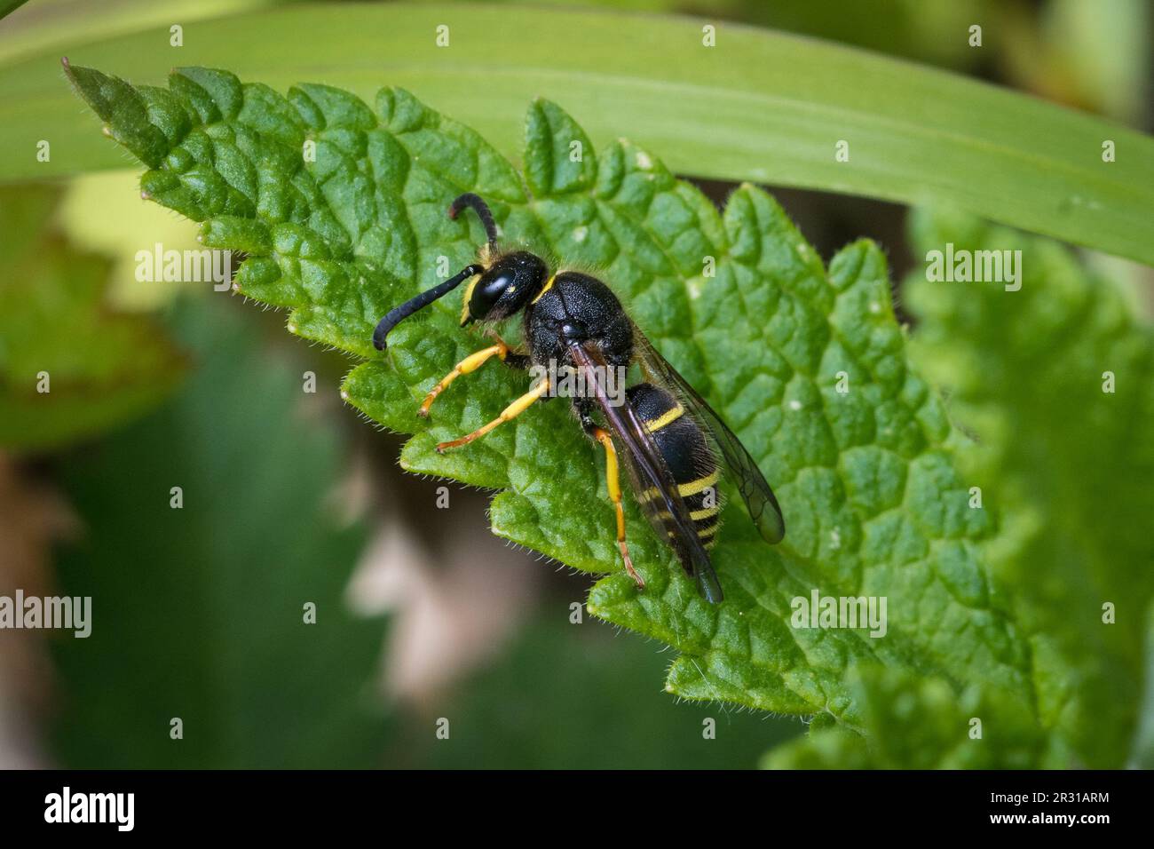 Guêpe maçon mâle (Ancistrocerus sp), prise dans la réserve naturelle de Tunstall Hills, Sunderland, Royaume-Uni. Banque D'Images