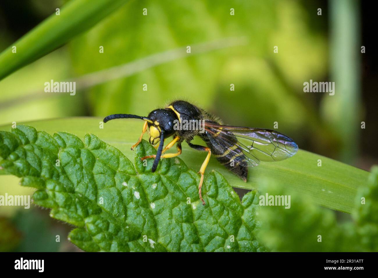 Guêpe maçon mâle (Ancistrocerus sp), prise dans la réserve naturelle de Tunstall Hills, Sunderland, Royaume-Uni. Banque D'Images
