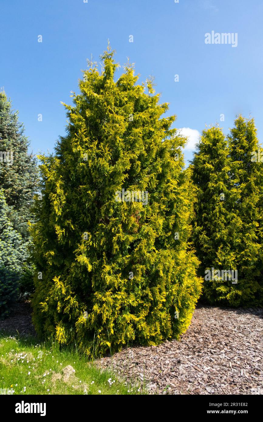 Arborvitae américain Thuja occidentalis 'ruban jaune' Banque D'Images