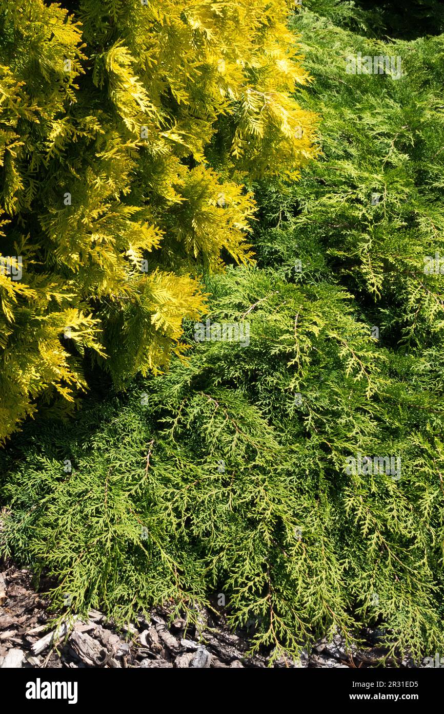 Tapis Cypress, microbiote decussata, cyprès sibérien, jaune, vert, Thuja 'Europe Gold' Thuja occidentalis Banque D'Images