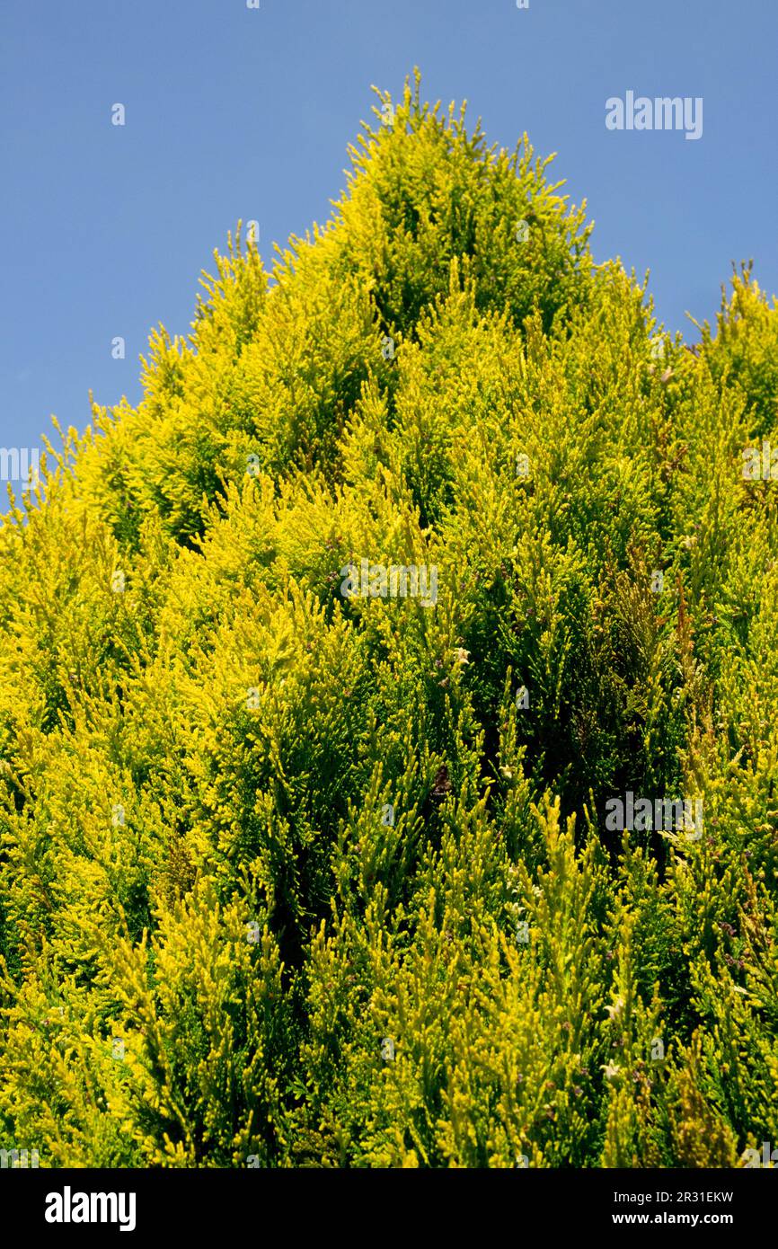 Thuja orientale 'Aureo Nana', conifère jaune Arborvitae oriental, couleur Banque D'Images