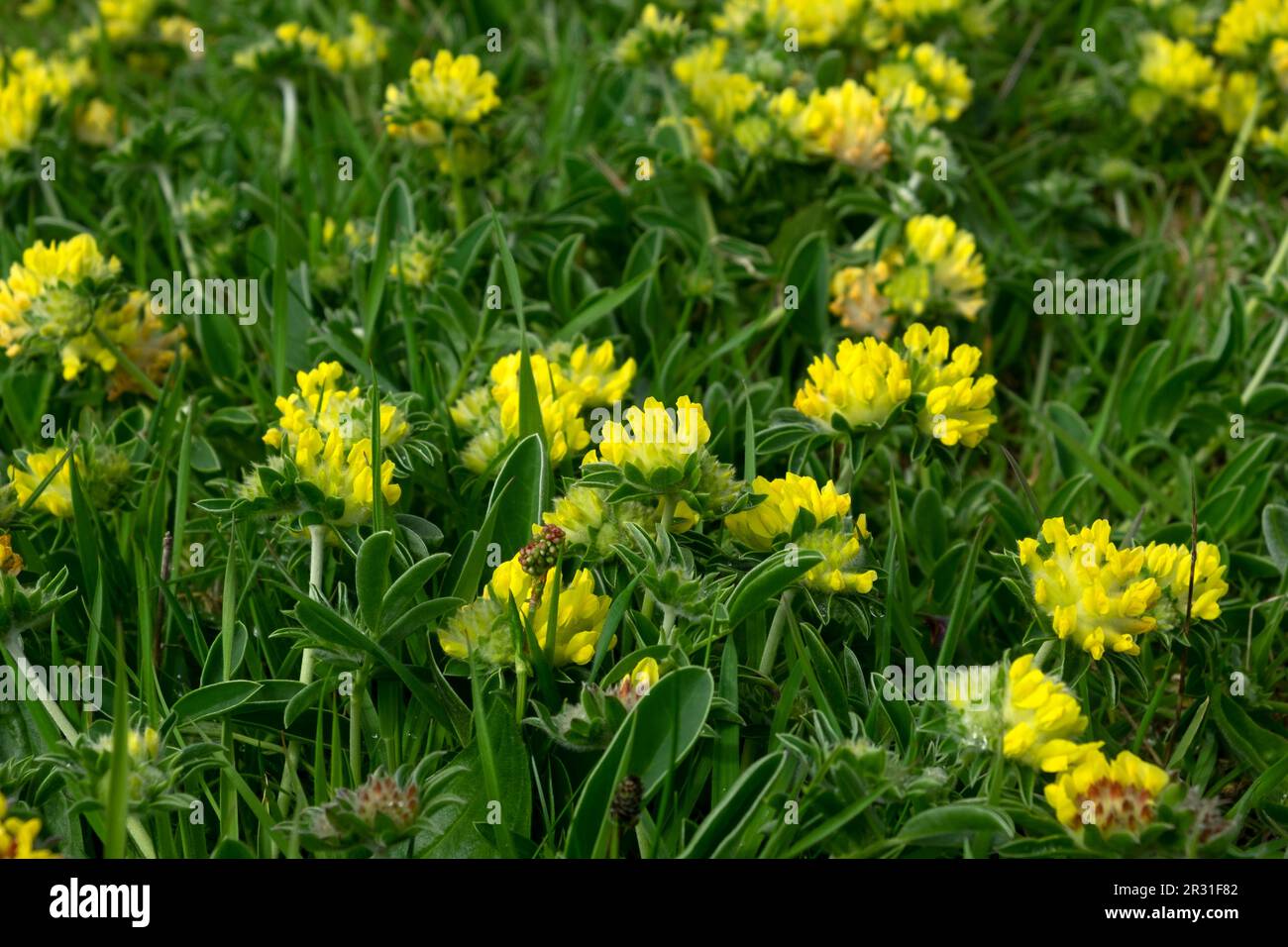 Fleurs sauvages jaunes Etch de rein commun croissant au champ au printemps mai 2023 sur la côte galloise de Pembrokeshire West Wales UK KATHY DEWITT Banque D'Images