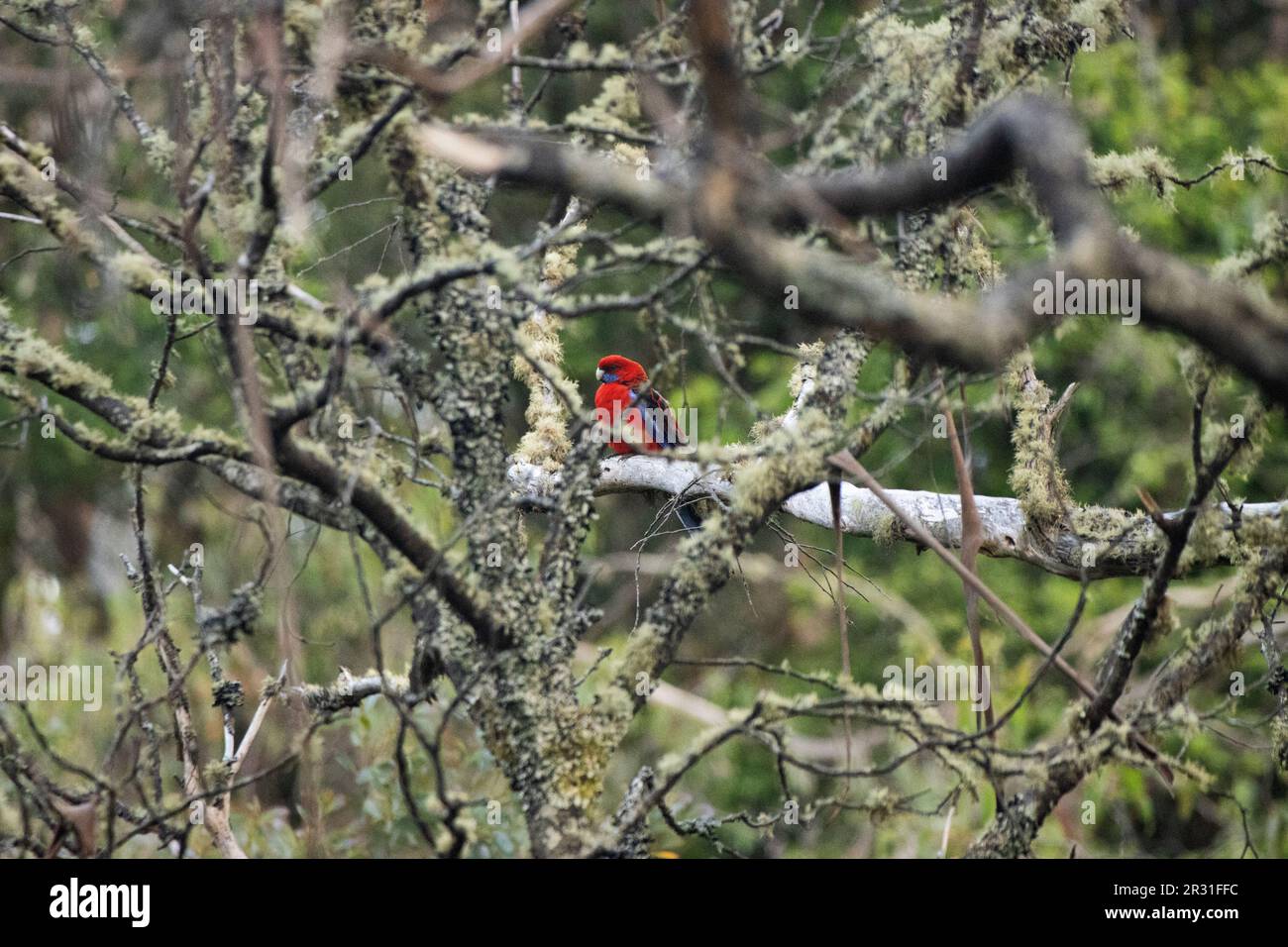 Perroquet de rosella rouge aux couleurs vives entouré de branches d'arbres Banque D'Images