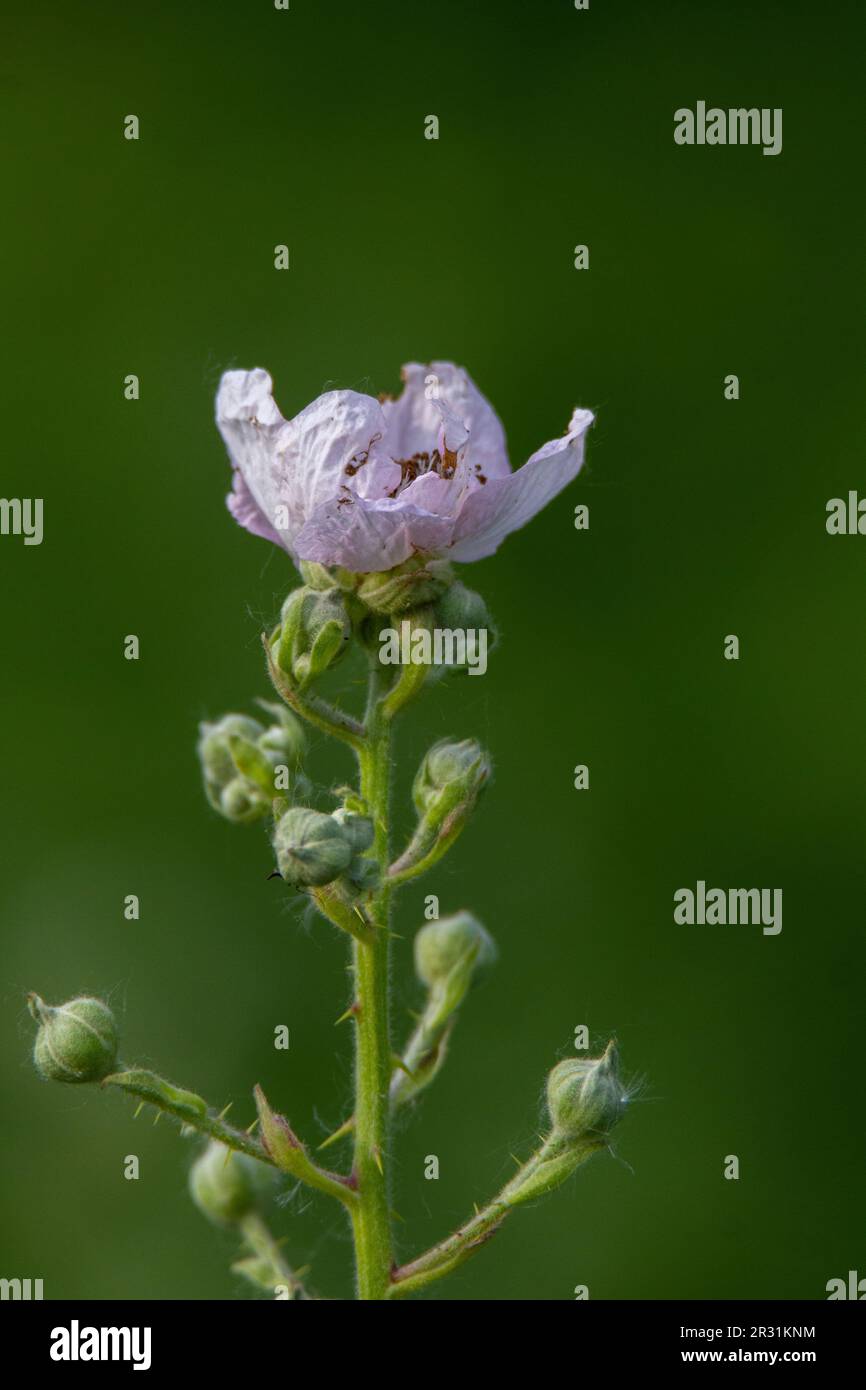 Fleurs roses et blanches de la mûre commune (Rubus fruticosus) isolées sur un fond vert naturel Banque D'Images