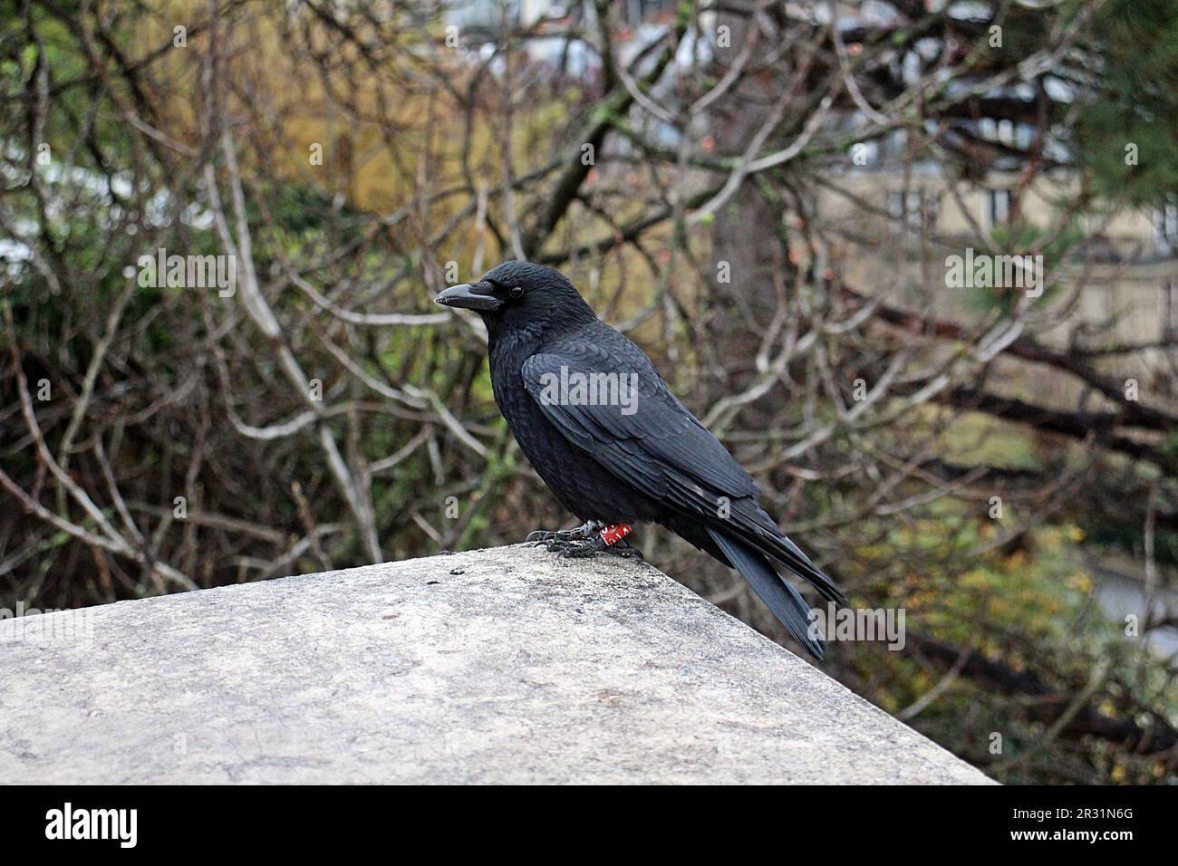 raven se tenant sur le bord d'un mur de roche en hiver Banque D'Images