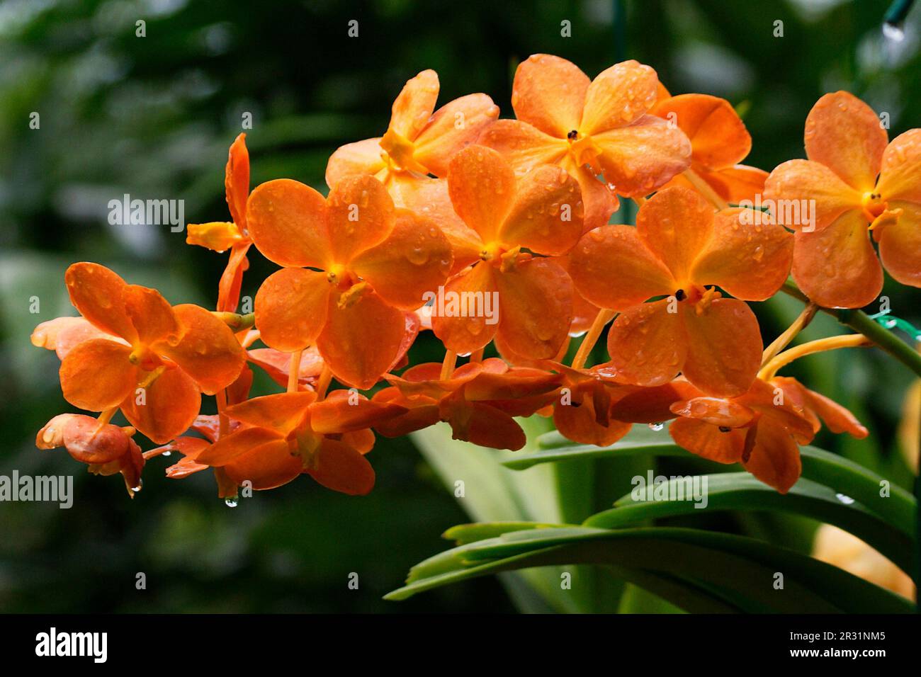 Vanda, orchidées Banque D'Images