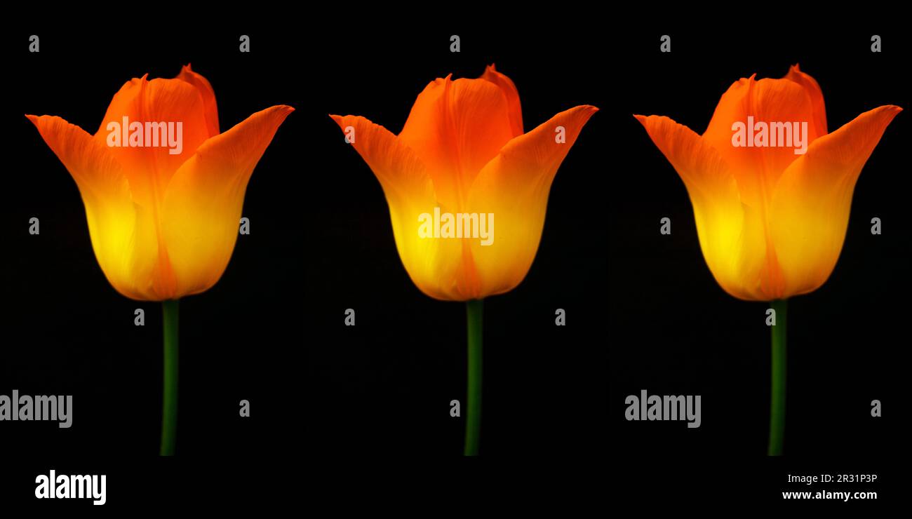 Trois tulipes perroquets Banque D'Images