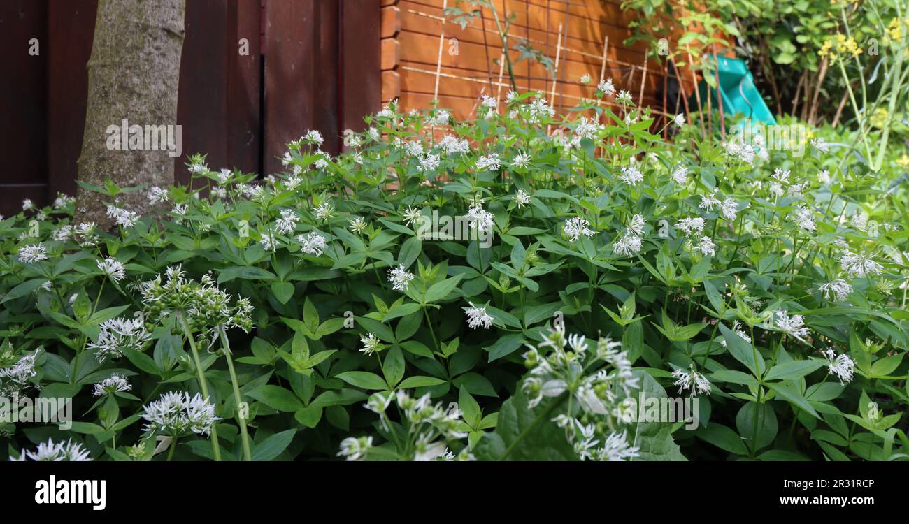 Turin Woodruff dans le jardin Banque D'Images