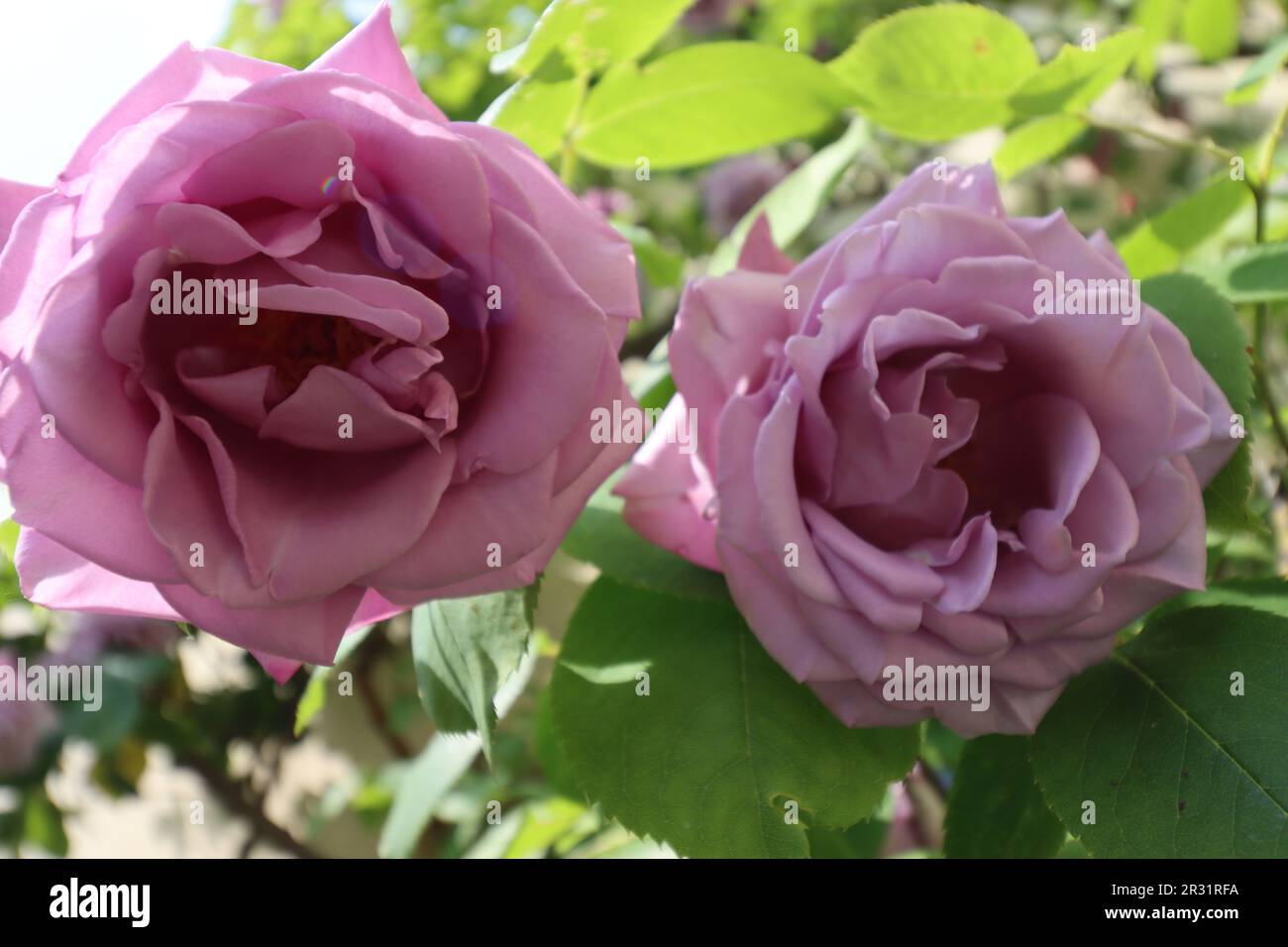 Fleurs violettes d'une rose anglaise grimpant Banque D'Images