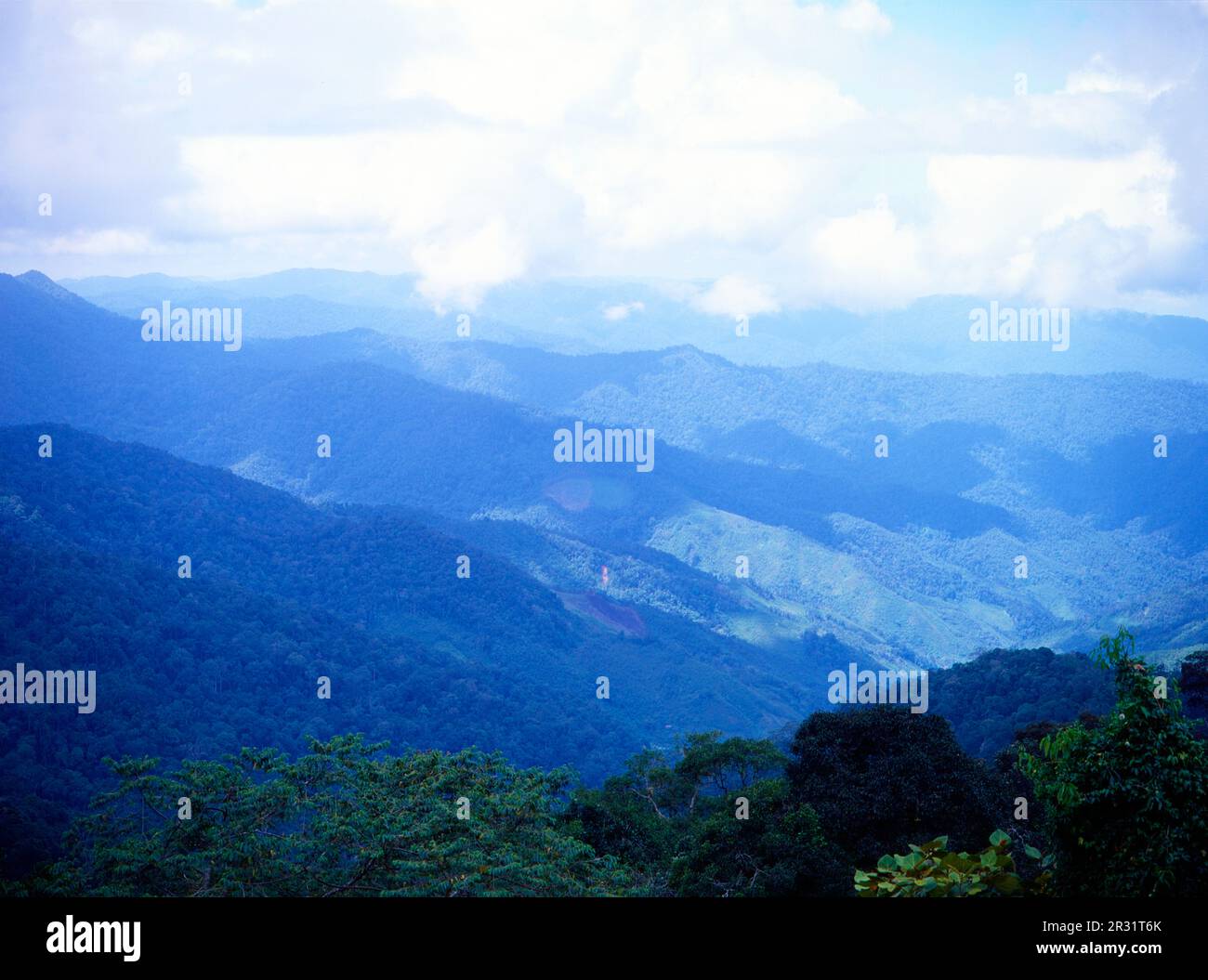 Parc national de Crocker Range, forêt tropicale. Banque D'Images