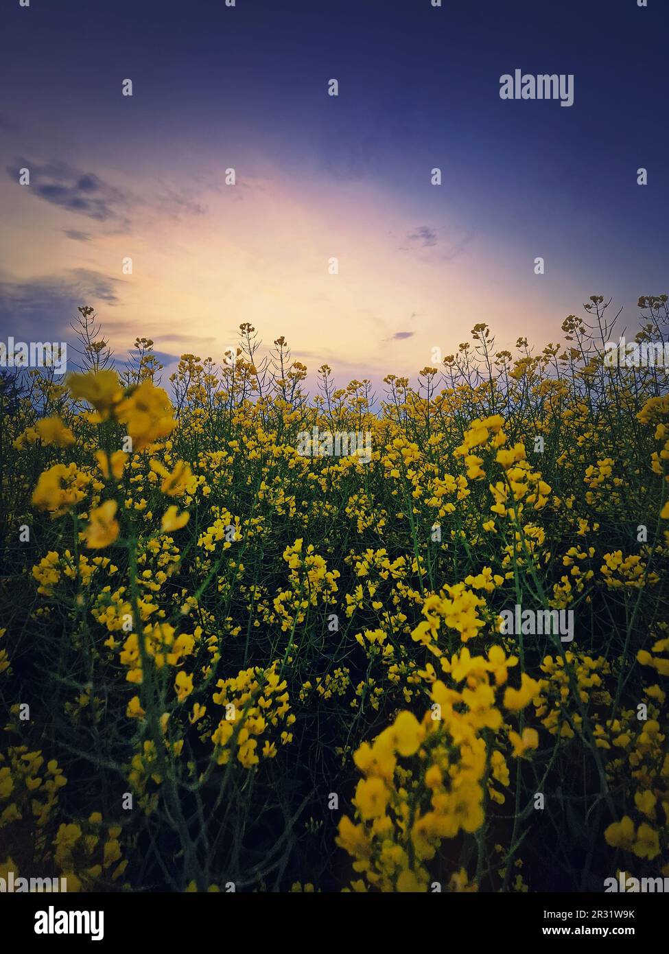 Gros plan champ de colza sous le ciel du coucher du soleil, fond vertical. Le soir, atterrissez avec des fleurs de canola jaune. Floraison saisonnière des terres agricoles de printemps Banque D'Images