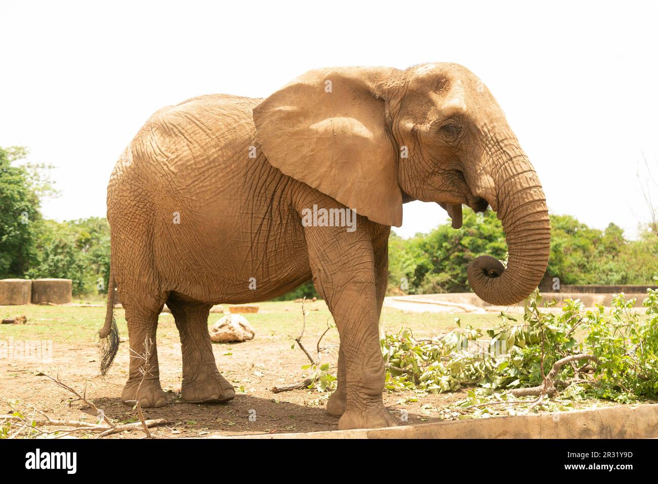 Un éléphant de 100 ans s'amuser dans la réserve d'animaux de Jos, au Nigeria. Banque D'Images