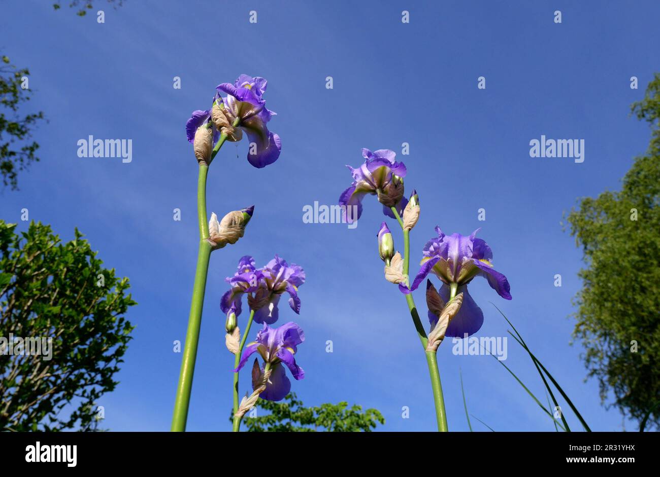 Iris germanica, iris germanica, dans un jardin, Szigethalom, Hongrie Banque D'Images