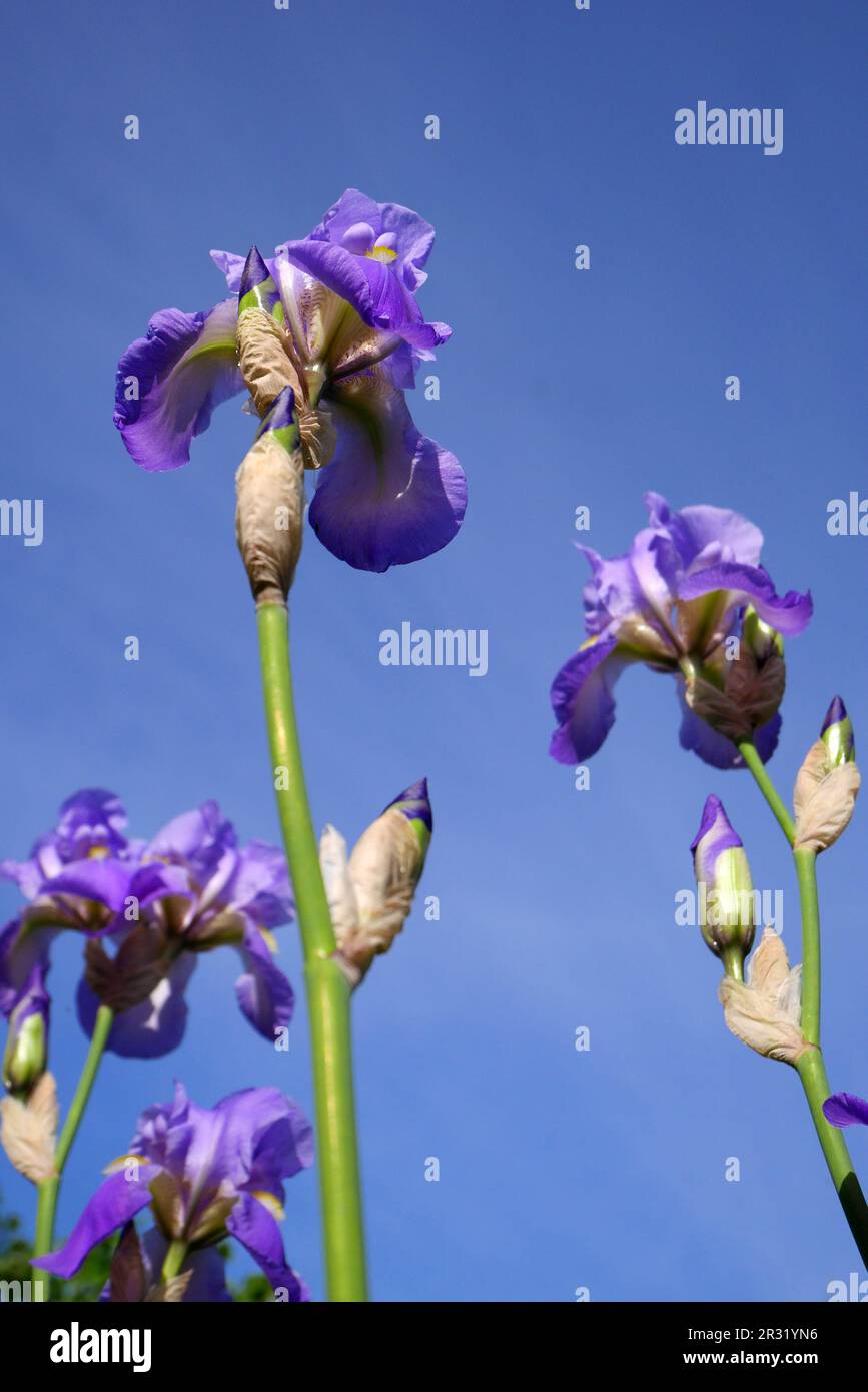 Iris germanica, iris germanica, dans un jardin, Szigethalom, Hongrie Banque D'Images