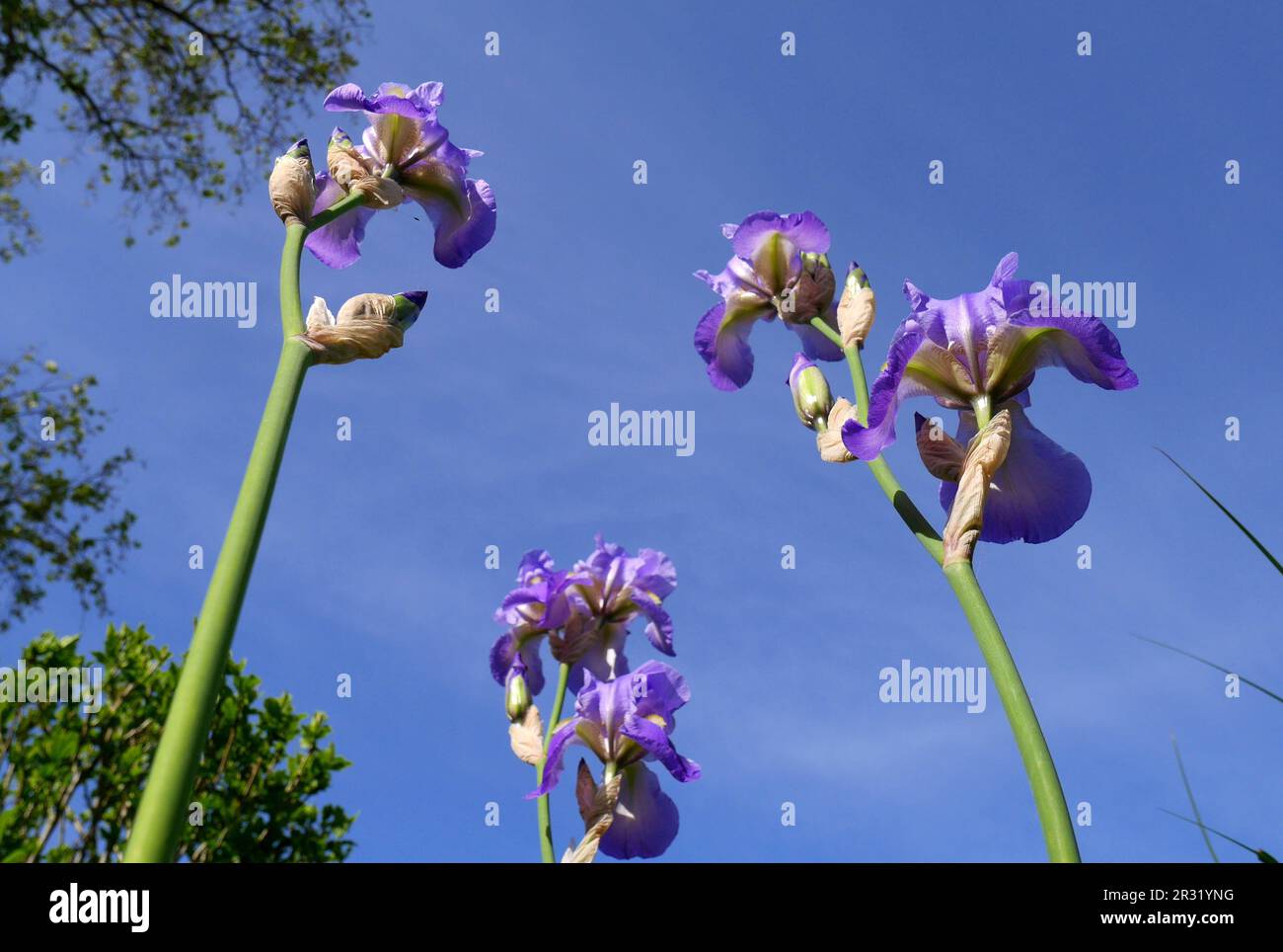 Iris germanica, iris germanica, dans un jardin, Szigethalom, Hongrie Banque D'Images