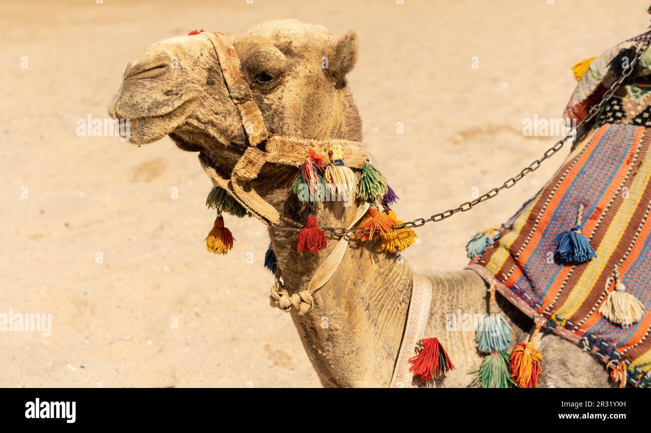 Chameau assis sur la plage, équitation à dos de chameau en Egypte, safari arabe, activités de vacances Banque D'Images