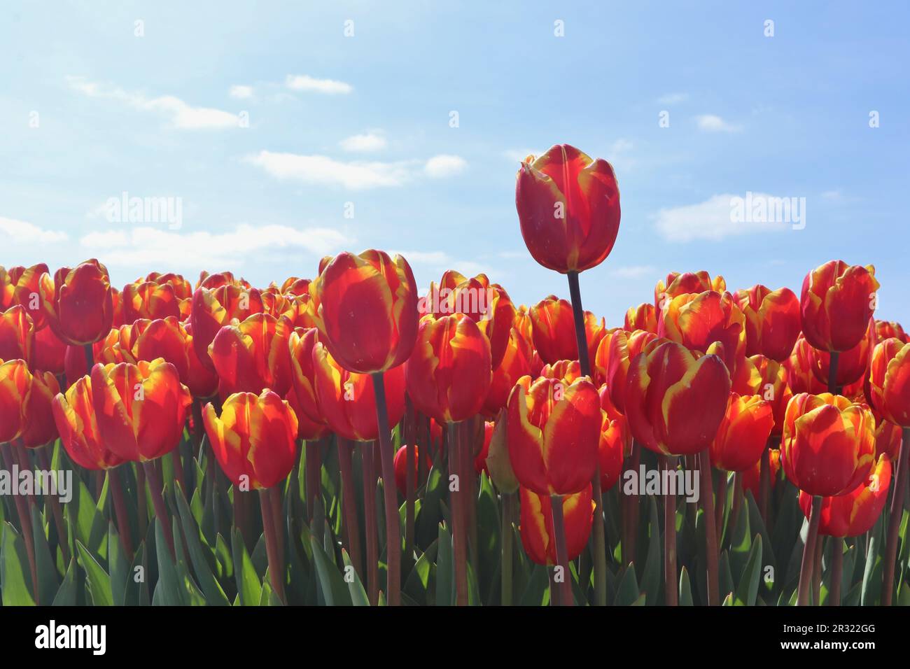 gros plan de magnifiques tulipes rouges avec rebord jaune contre ciel bleu dans le champ floral hollandais Banque D'Images