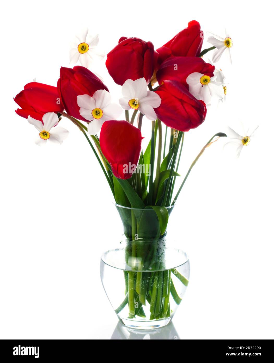 Tulipes rouges et narcissiques blancs en vase Banque D'Images
